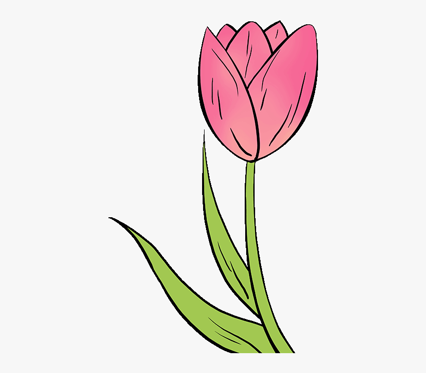 Tulips Drawing Image