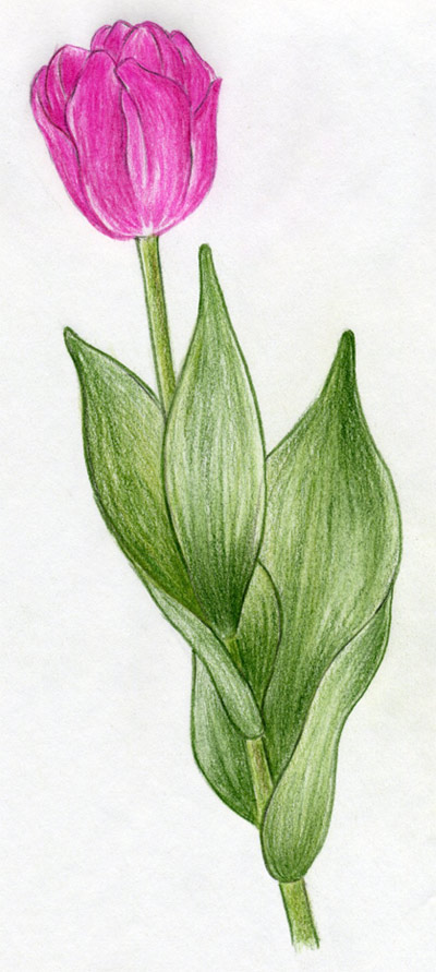Tulips Drawing Sketch