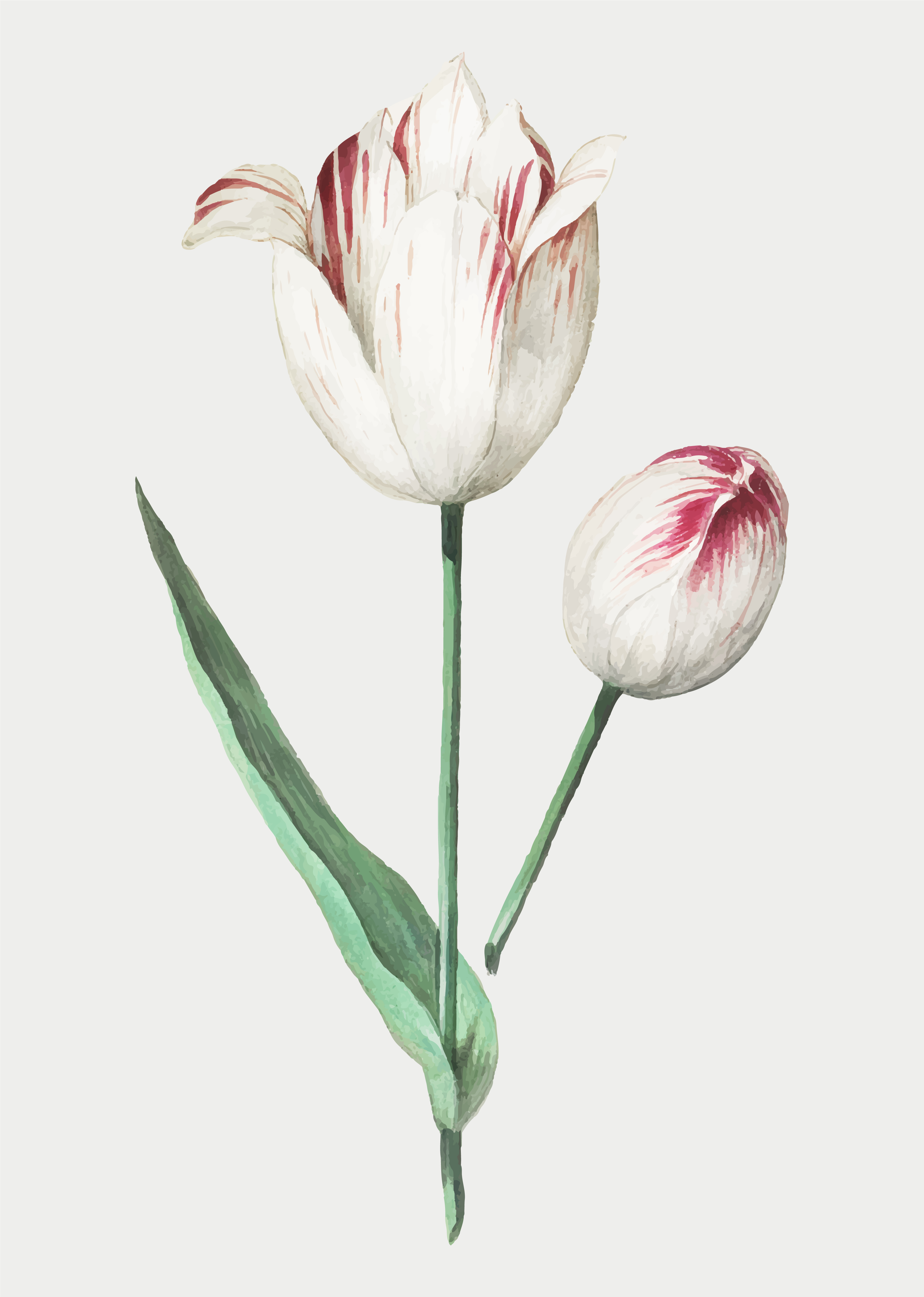 Tulips Drawing Stunning Sketch