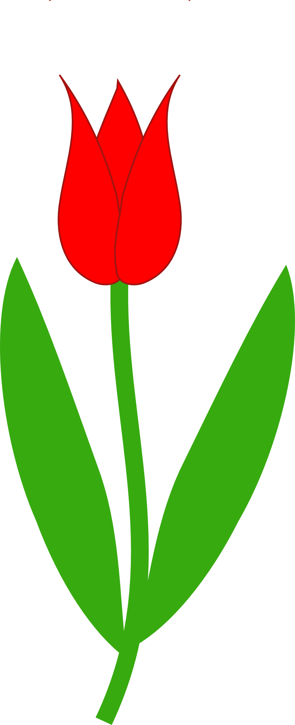 Tulips Drawing