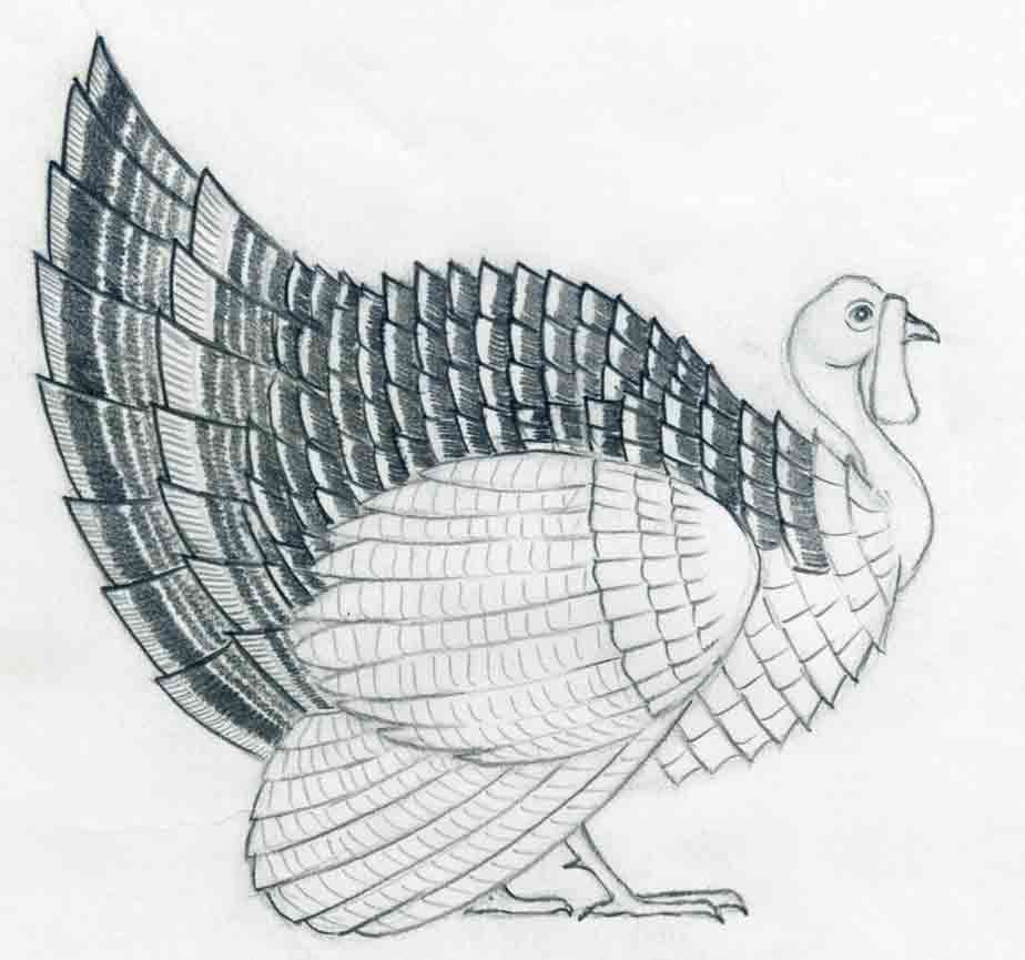 Turkey Drawing Amazing Sketch