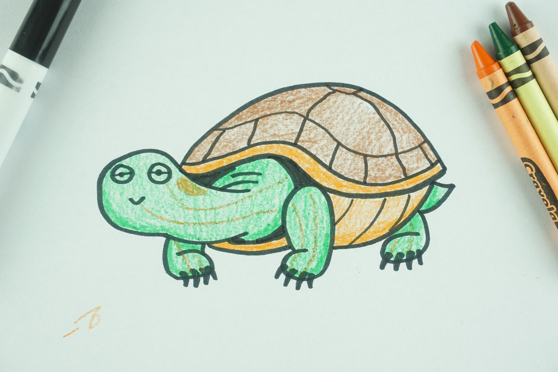 Turtle Drawing Amazing Sketch