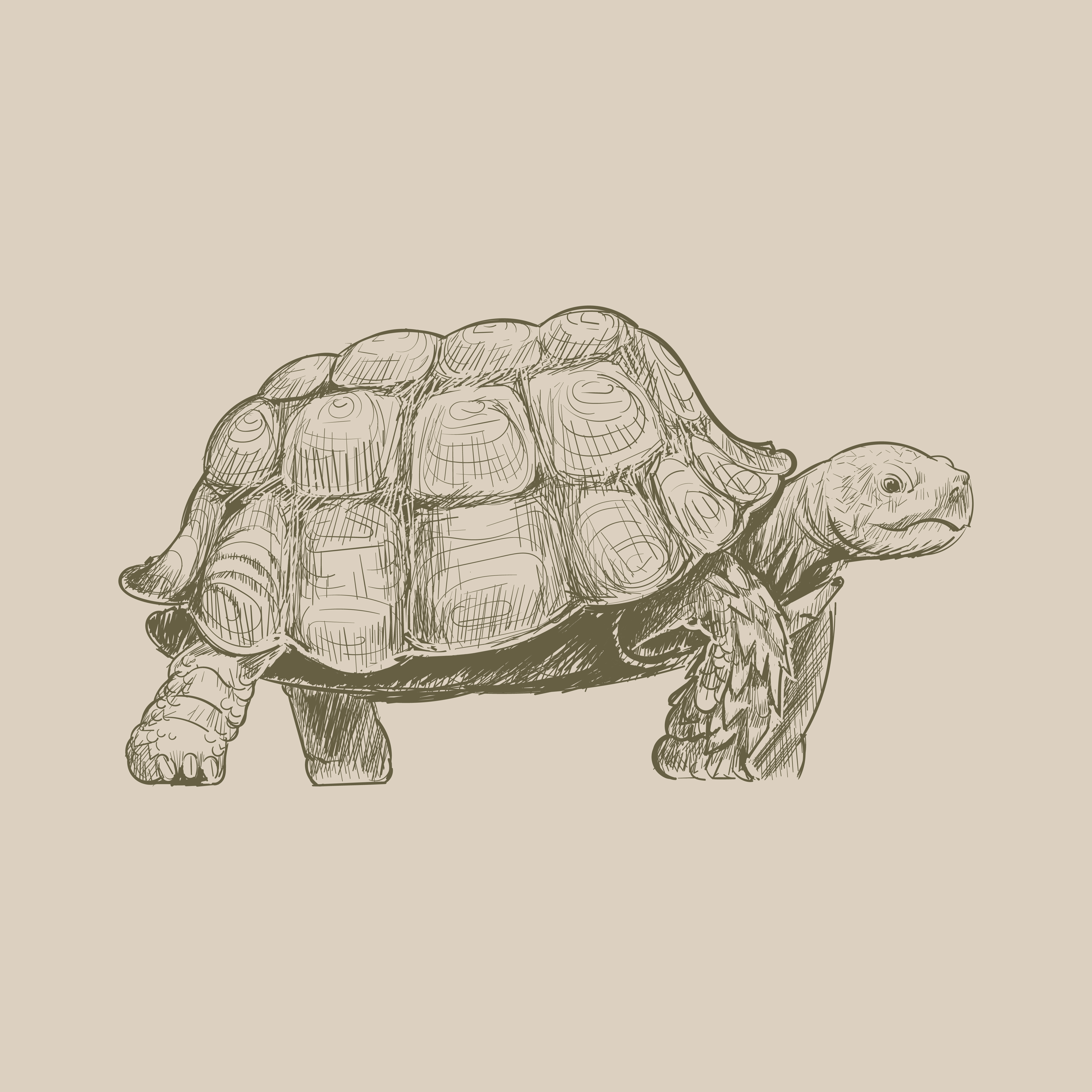 Turtle Drawing Art