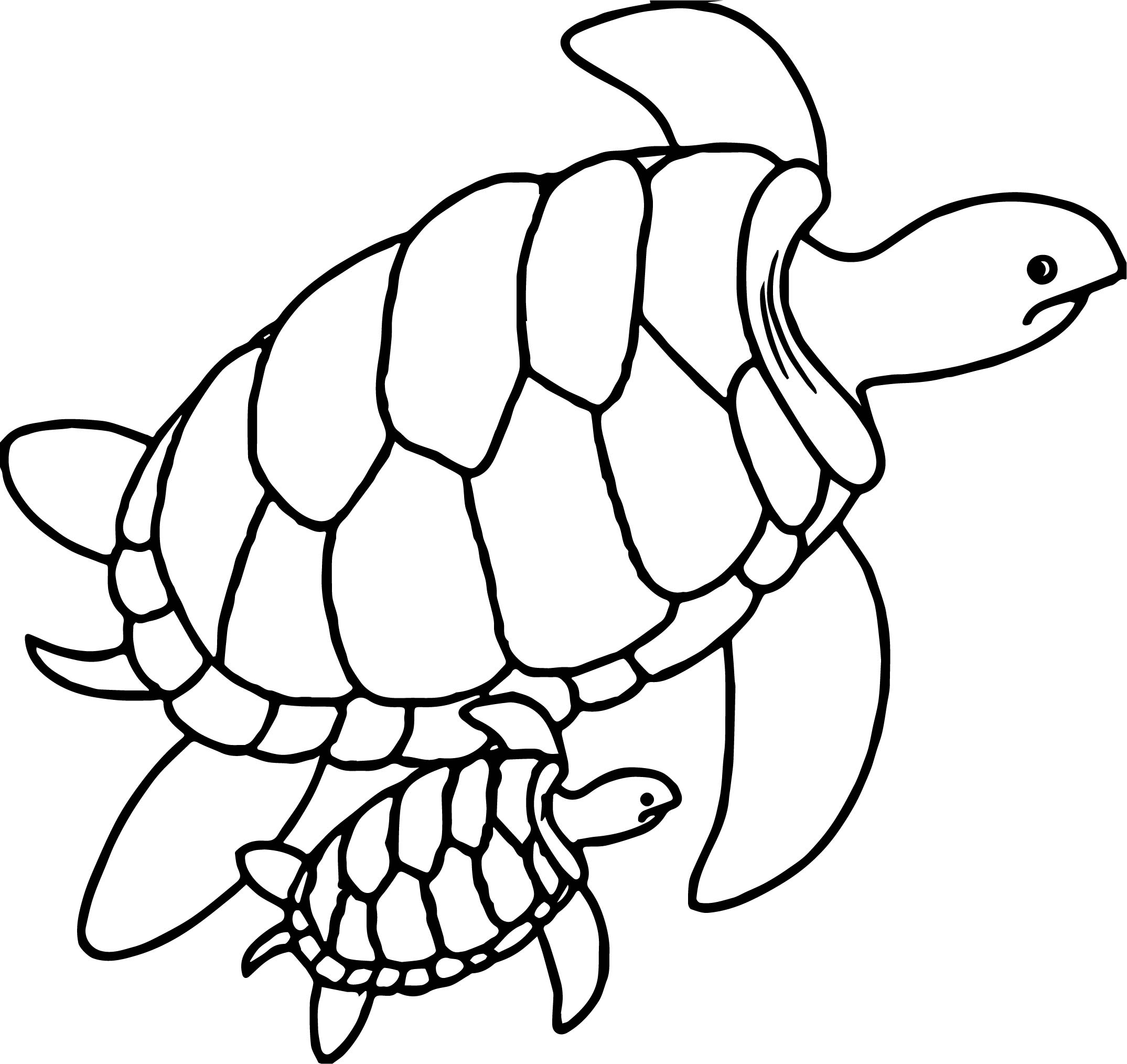 Turtle Drawing Artistic Sketching