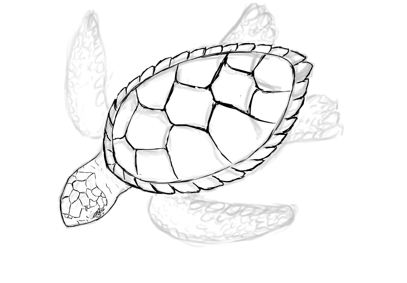 Turtle Drawing Beautiful Artwork