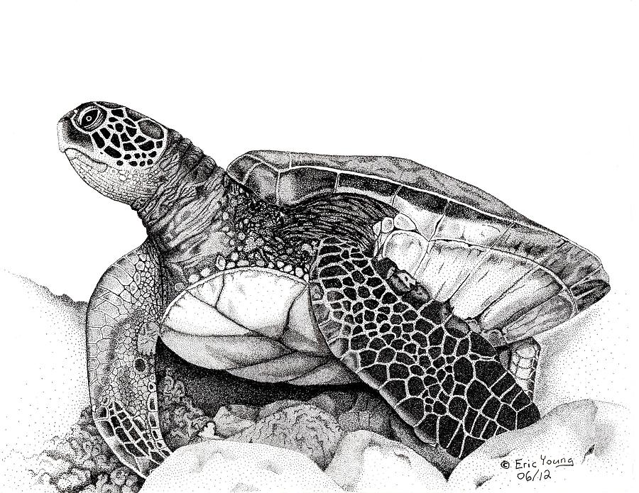 Turtle Drawing Fine Art