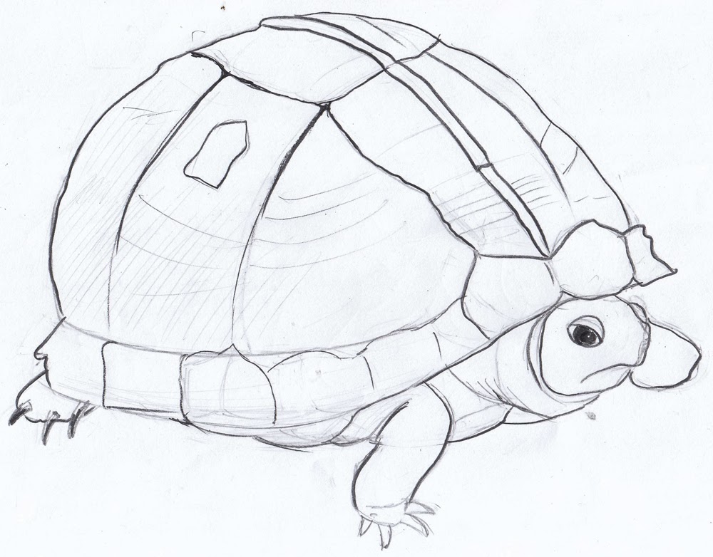Turtle Drawing Hand Drawn Sketch
