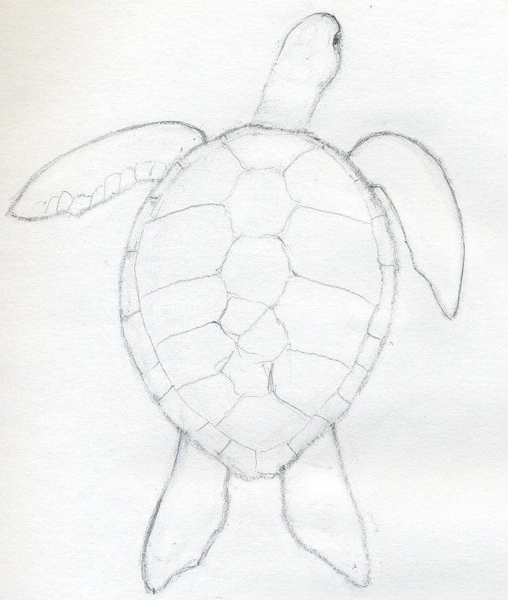 Turtle Drawing Image