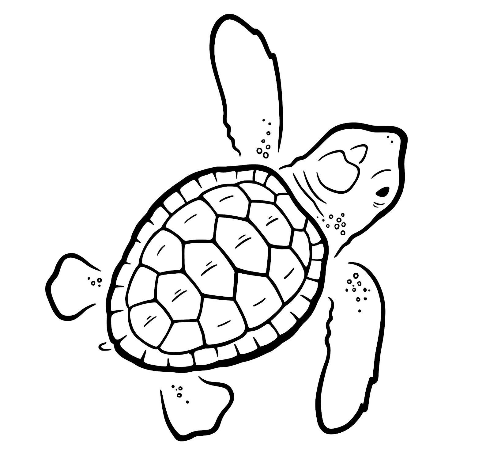 Turtle Drawing Photo