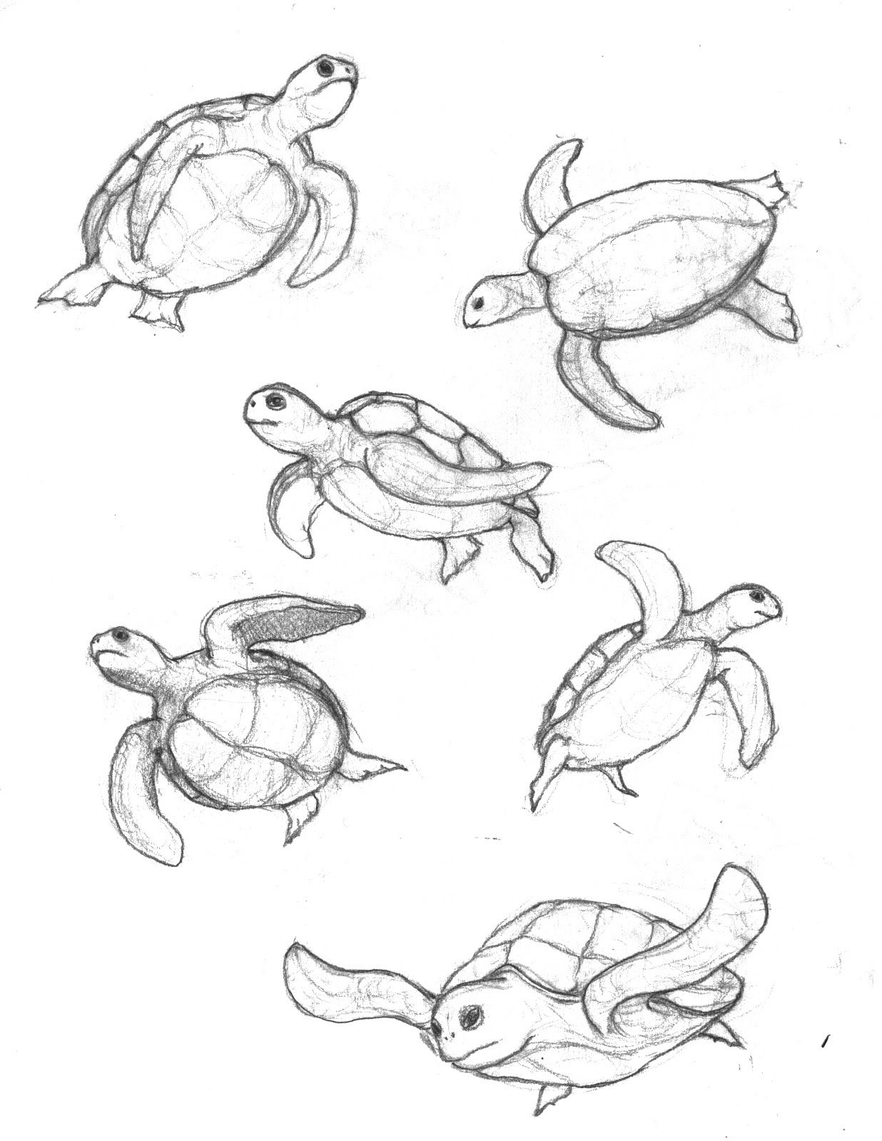 Turtle Drawing Professional Artwork