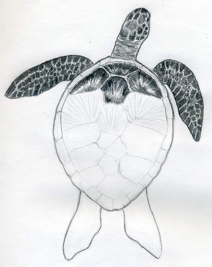 Turtle Drawing Realistic Sketch