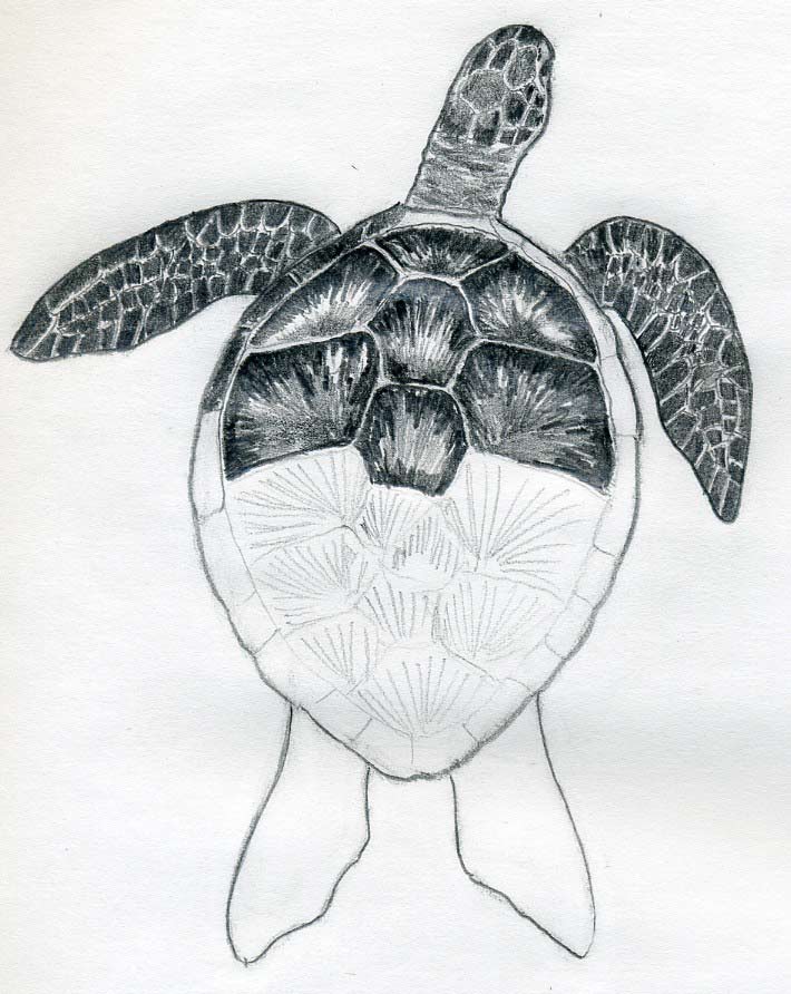 Turtle Drawing Sketch