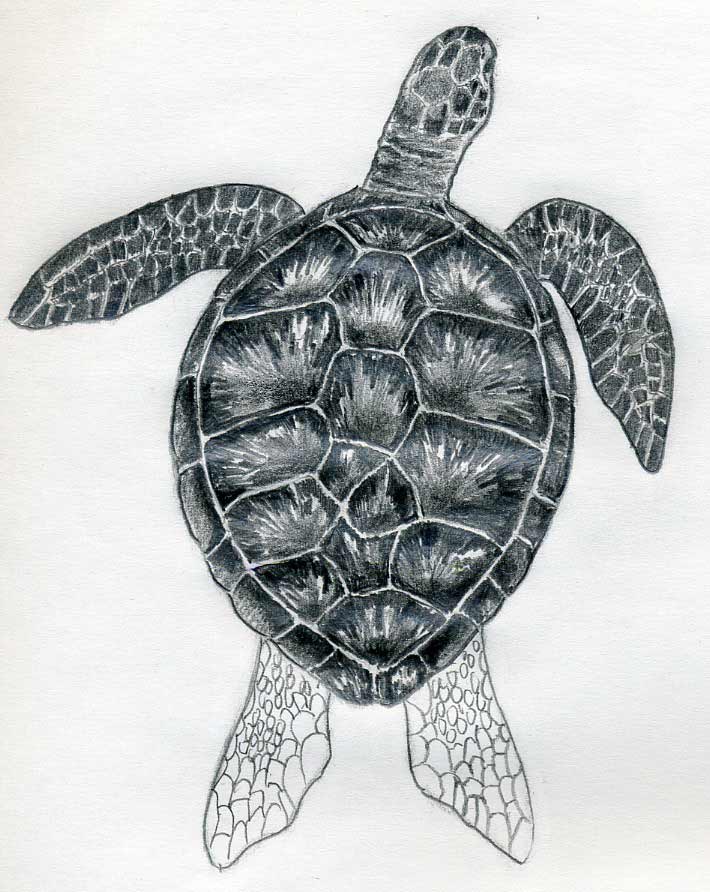 Turtle Drawing Stunning Sketch