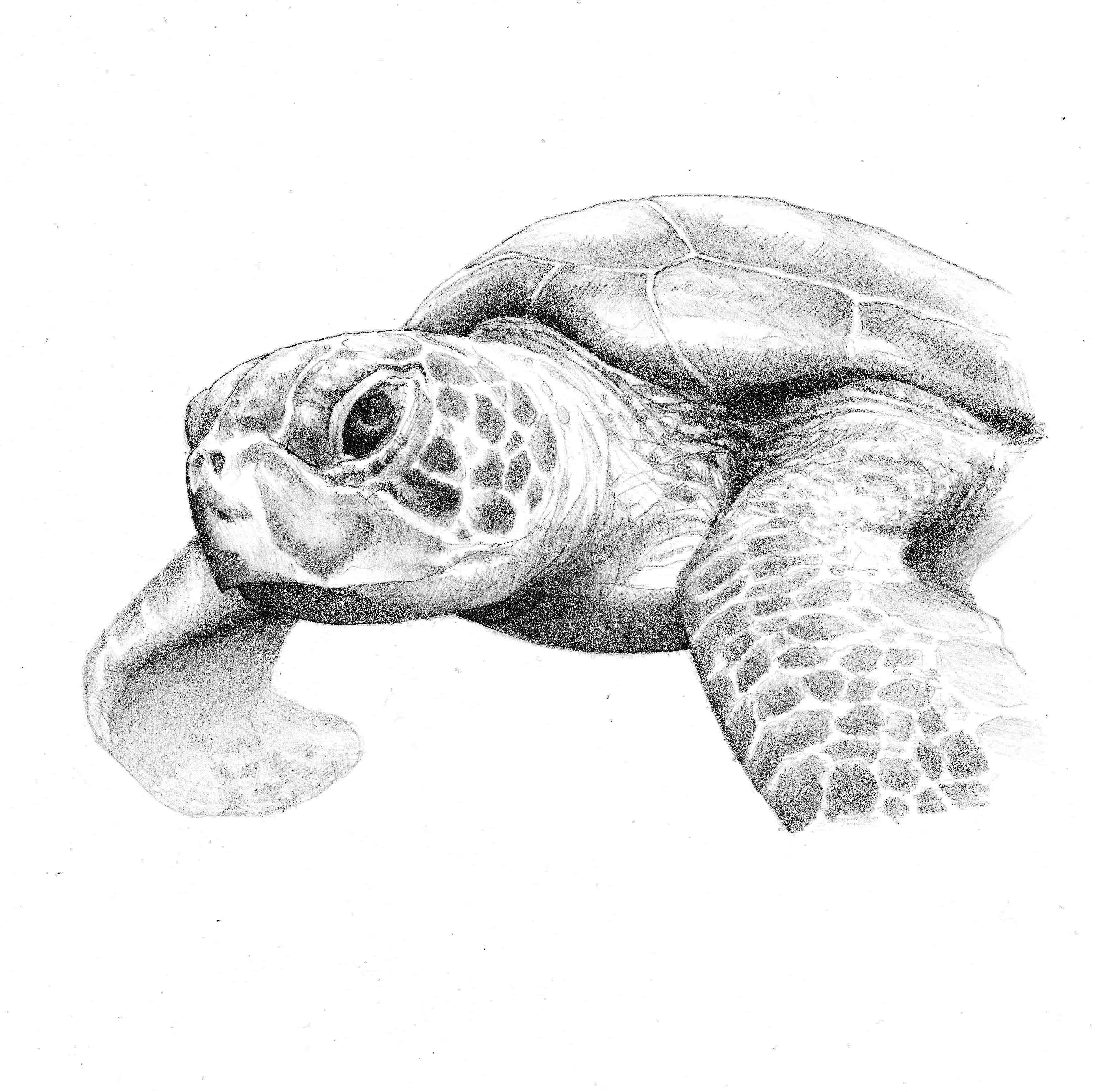 Turtle Drawing Unique Art
