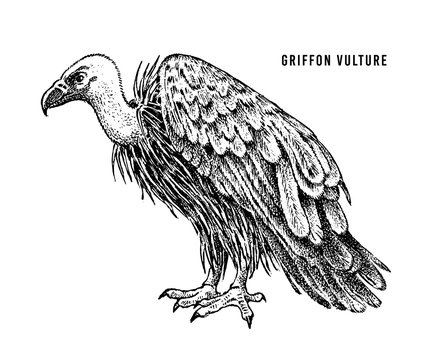 Vulture Drawing Art