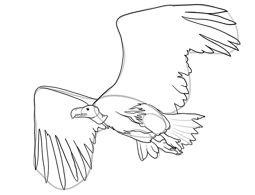 Vulture Drawing Creative Style