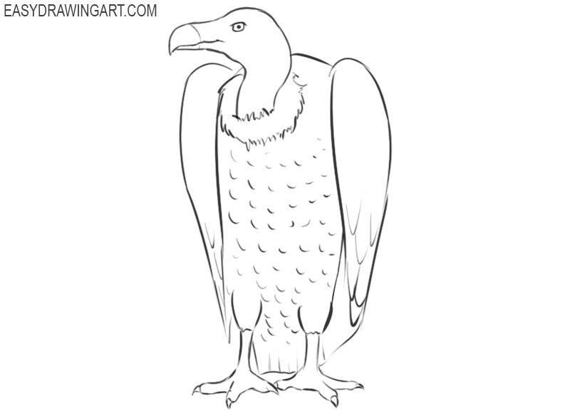 Vulture Drawing Detailed Sketch