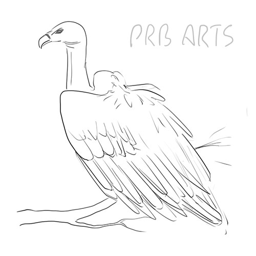 Vulture Drawing Fine Art