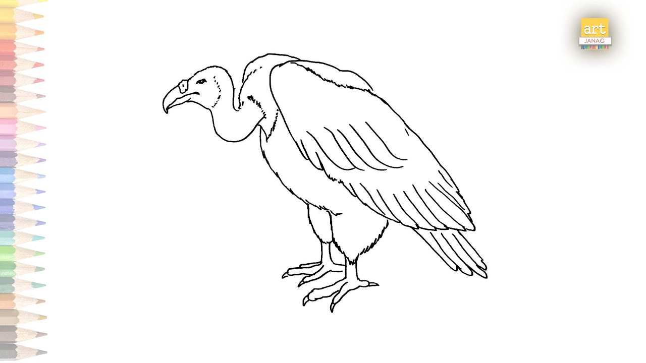 Vulture Drawing Hand drawn Sketch