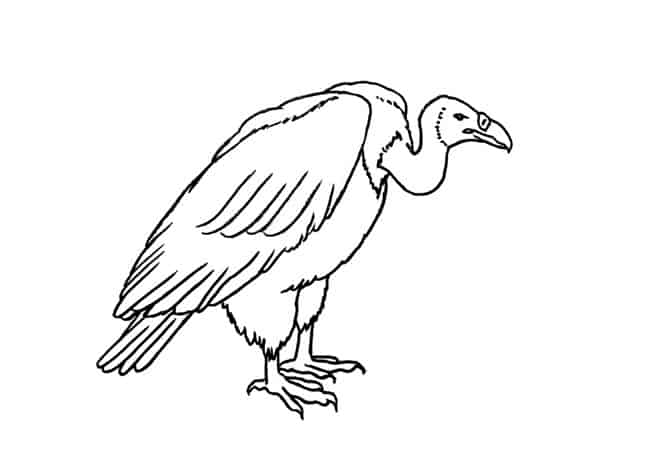 Vulture Drawing Hand drawn