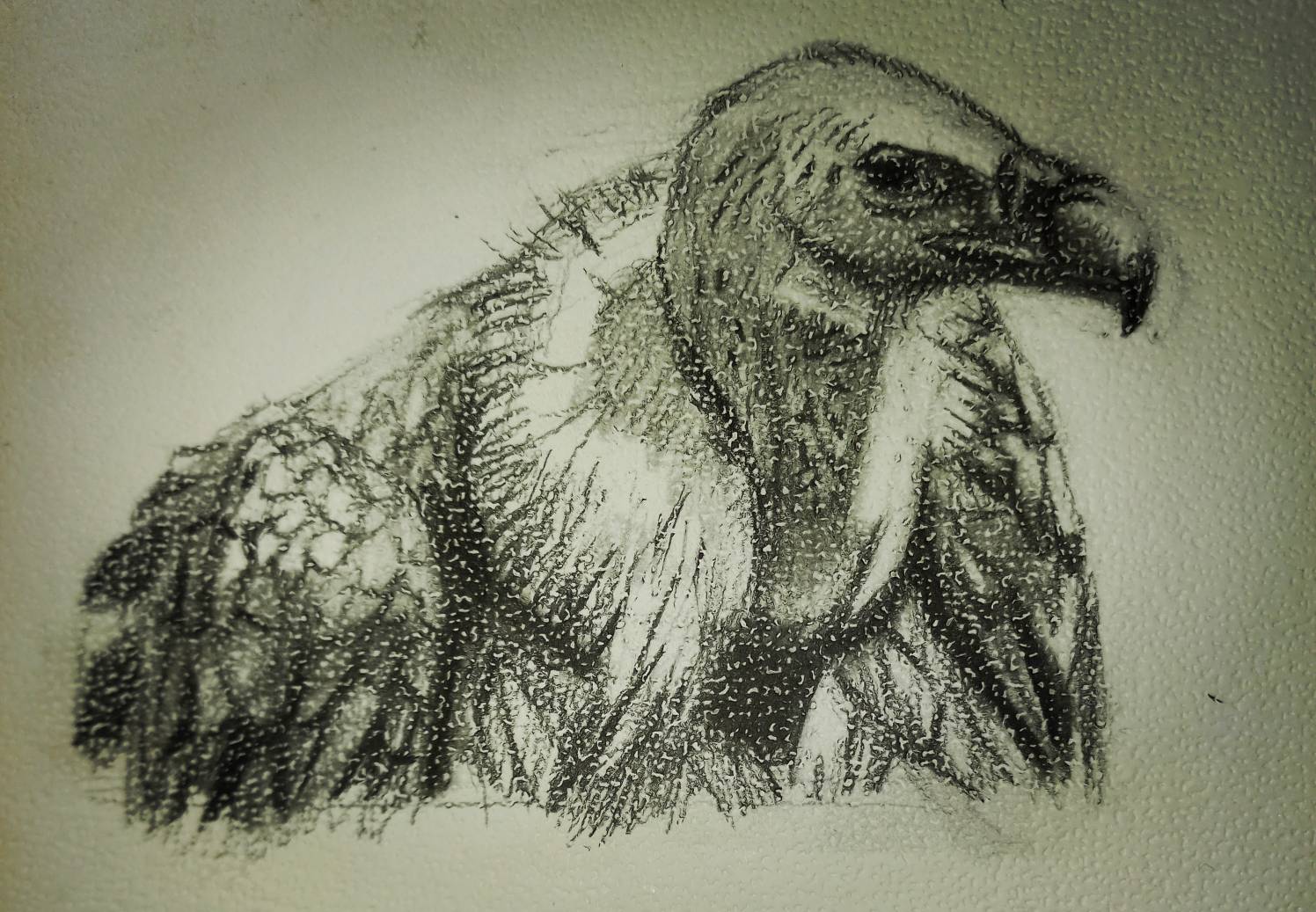 Vulture Drawing Image