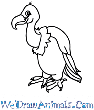Vulture Drawing Modern Sketch