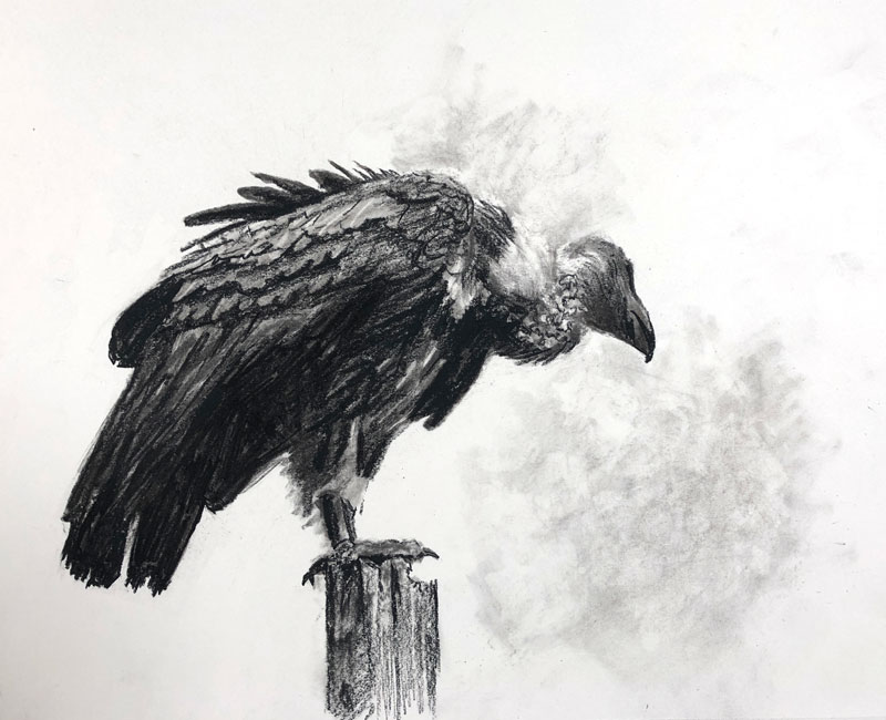 Vulture Drawing Realistic Sketch
