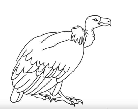 Vulture Drawing