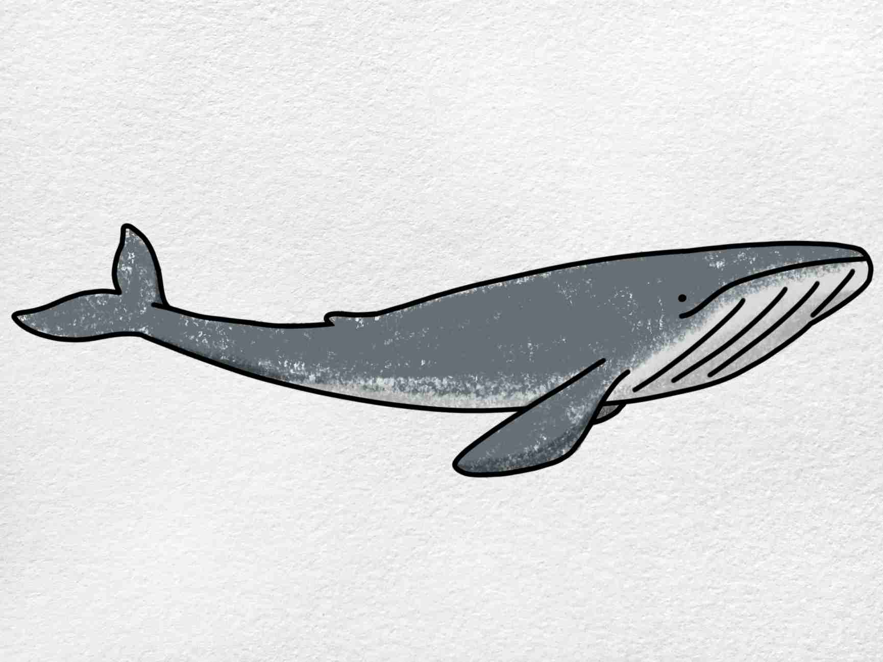 Whale Drawing Art