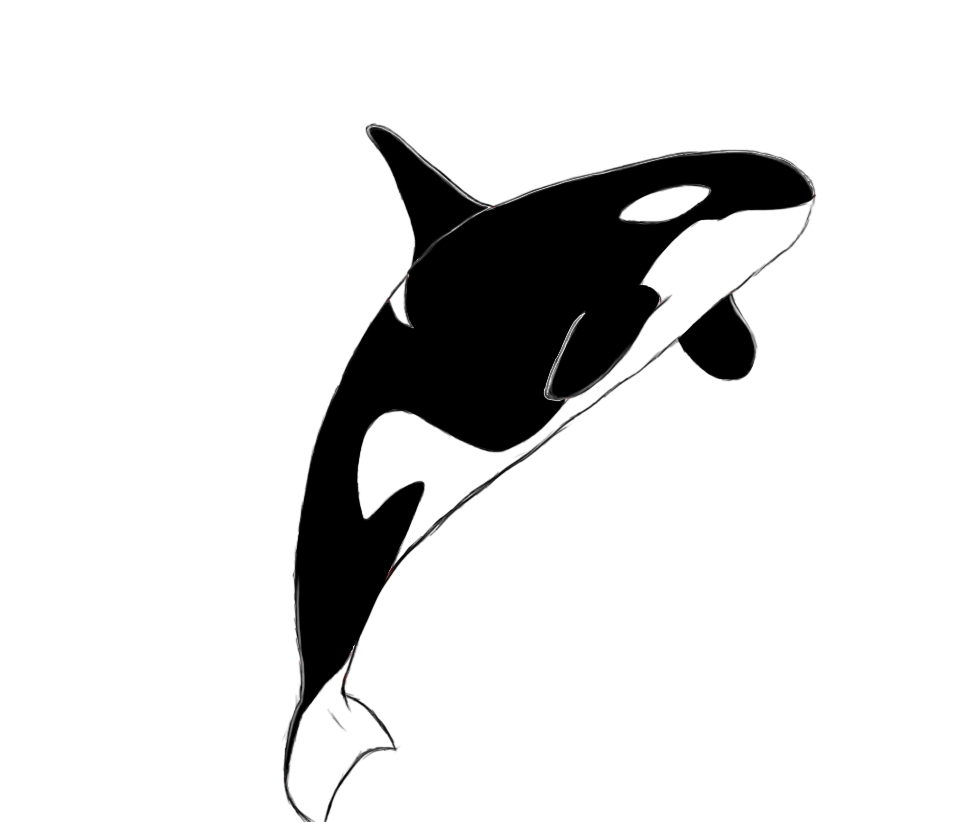 Whale Drawing Creative Style
