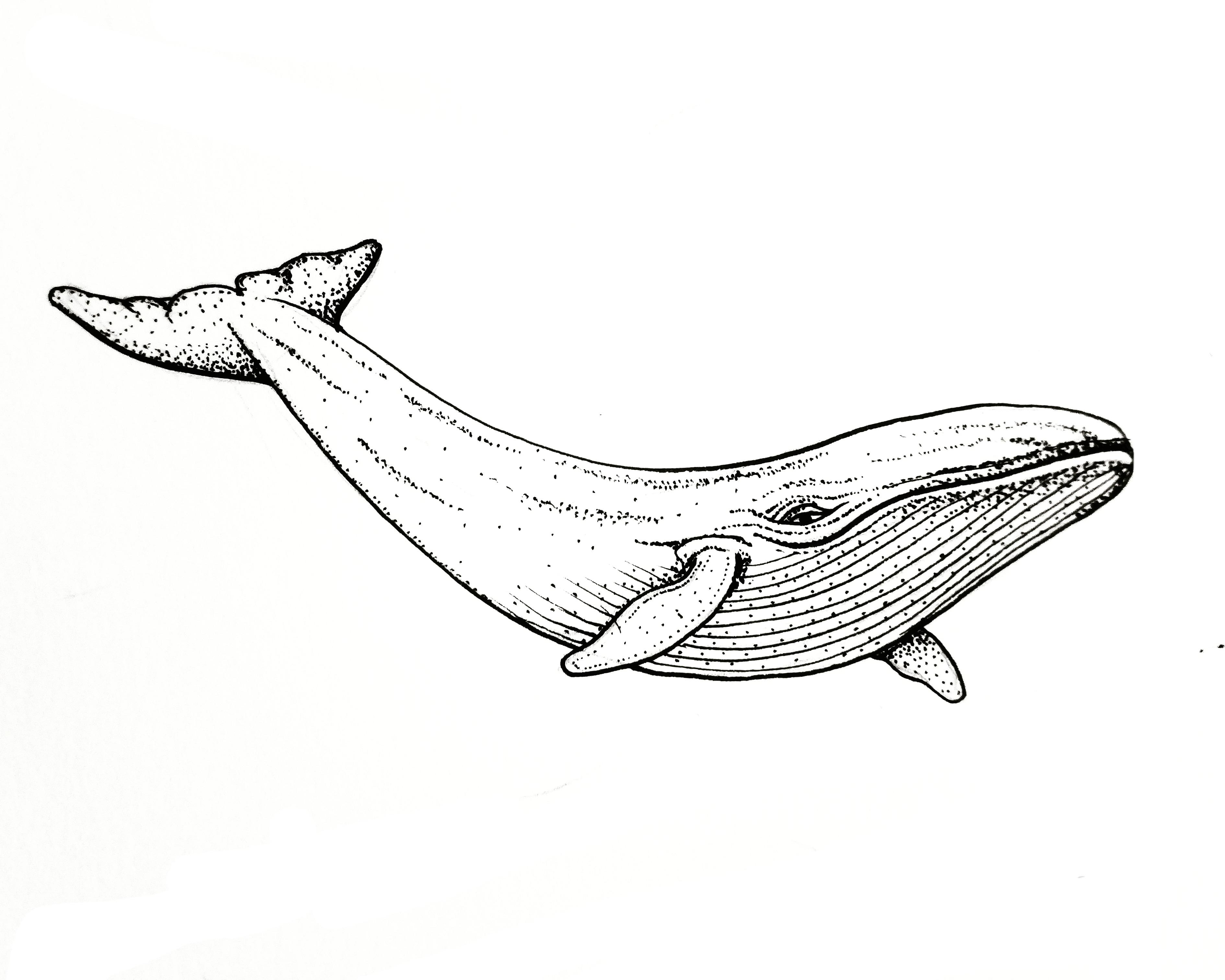Whale Drawing Hand Drawn