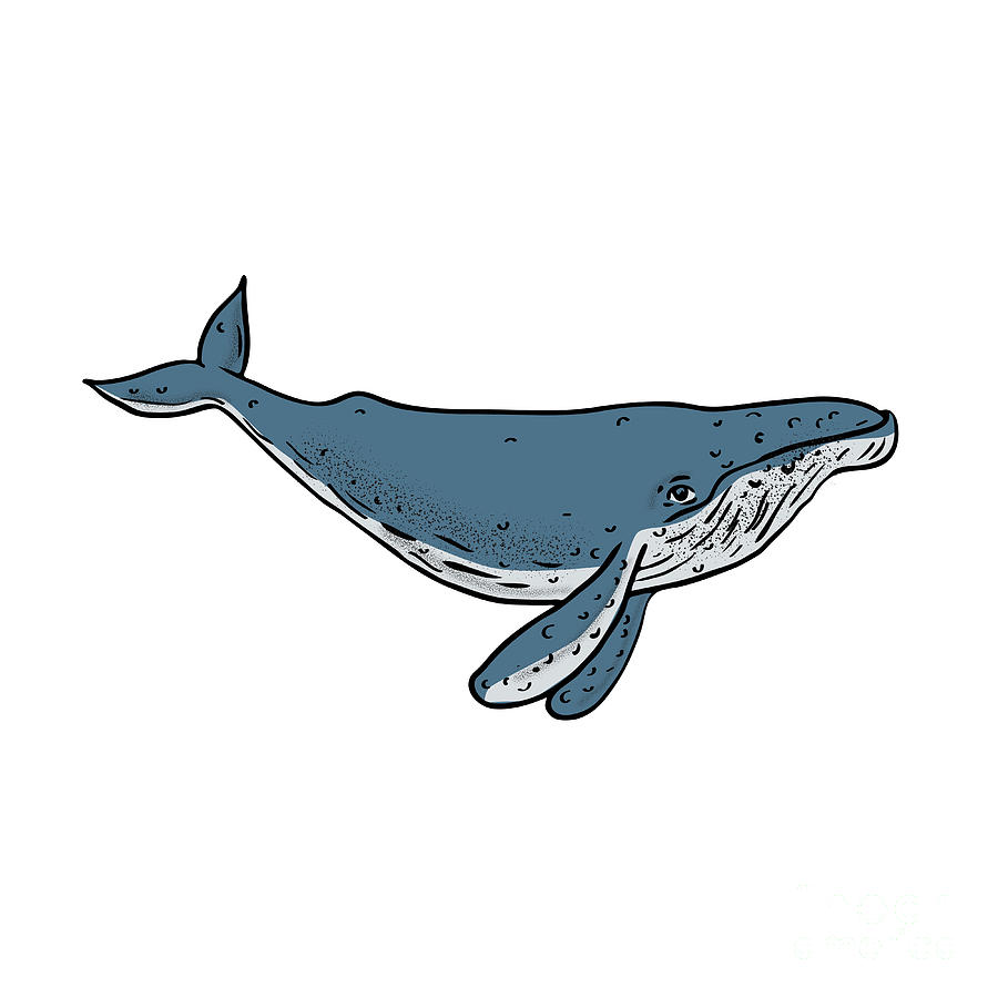 Whale Drawing Image