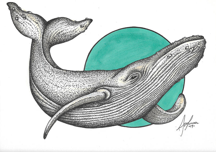 Whale Drawing Sketch