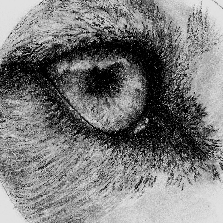 Wolf Eye Drawing Amazing Sketch