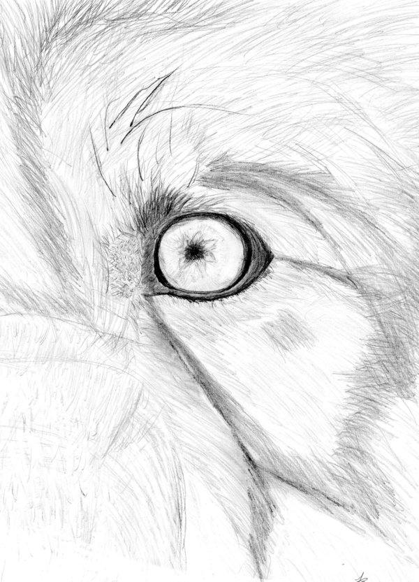 Wolf Eye Drawing Beautiful Artwork