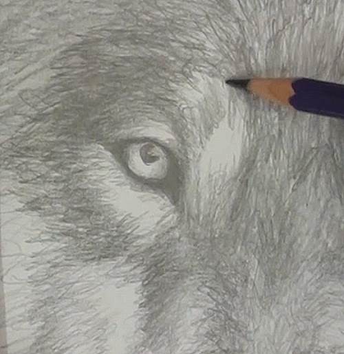 Wolf Eye Drawing Fine Art