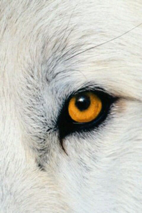 Wolf Eye Drawing Image