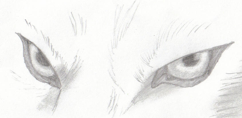 Wolf Eye Drawing Sketch