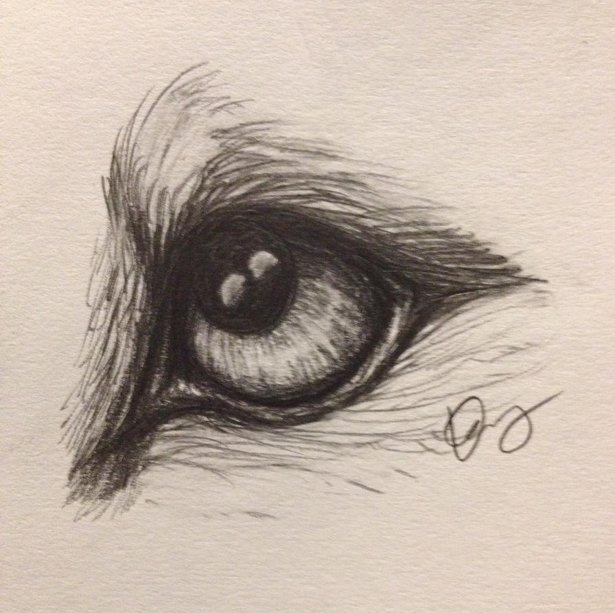 Wolf Eye Drawing Stunning Sketch