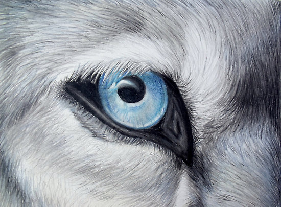 Wolf Eye Drawing Unique Art