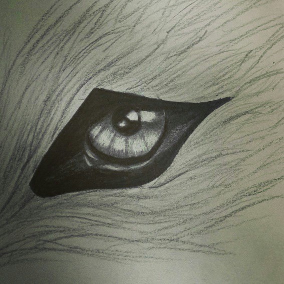 Wolf Eye Drawing