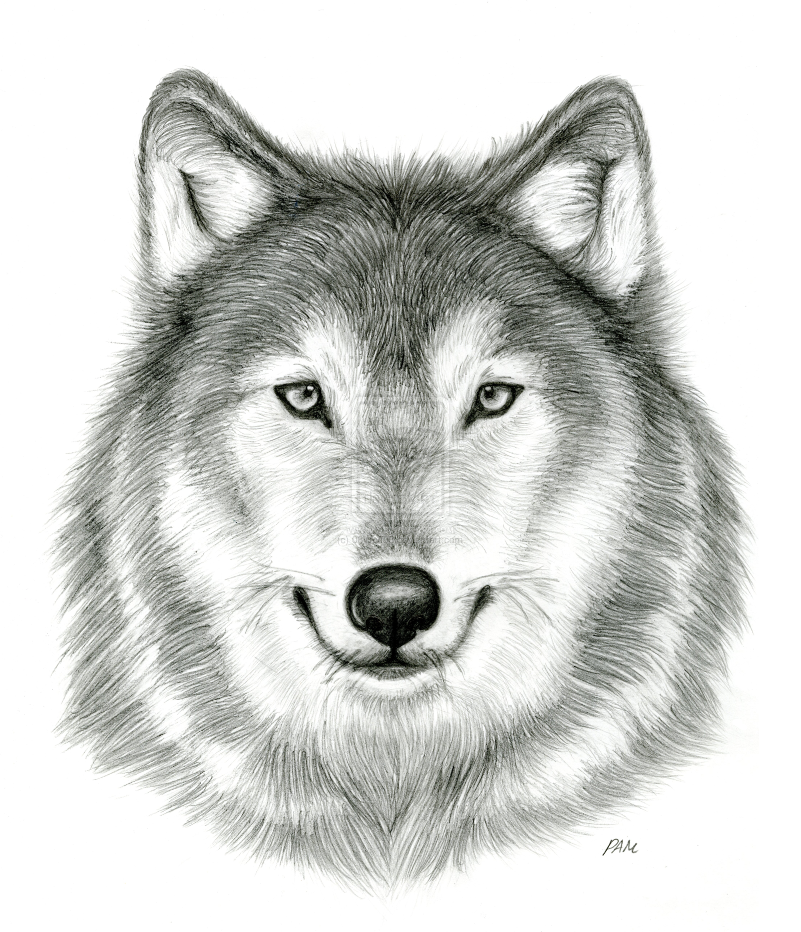 Wolf Face Drawing Artistic Sketching