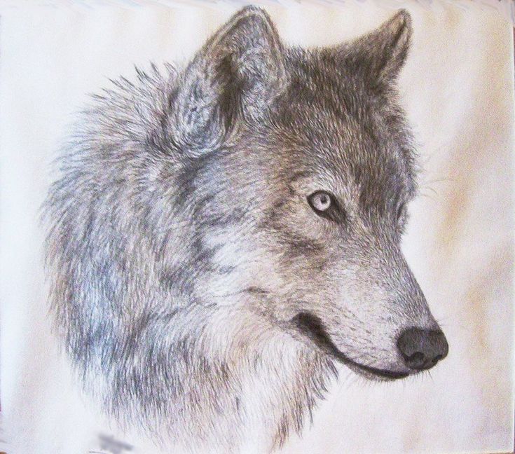Wolf Face Drawing Detailed Sketch
