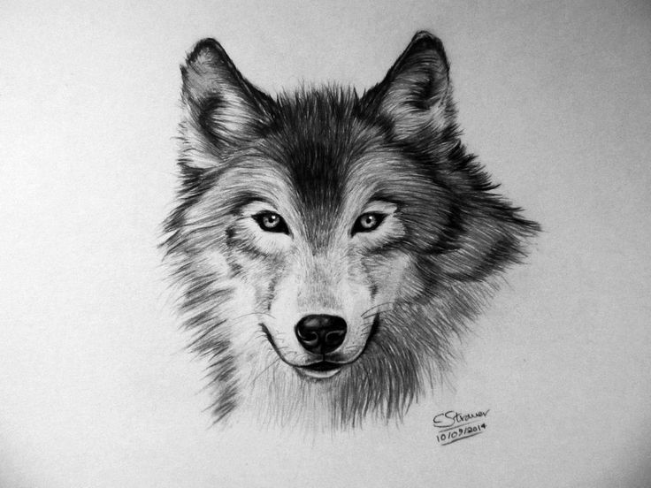 Wolf Face Drawing Fine Art