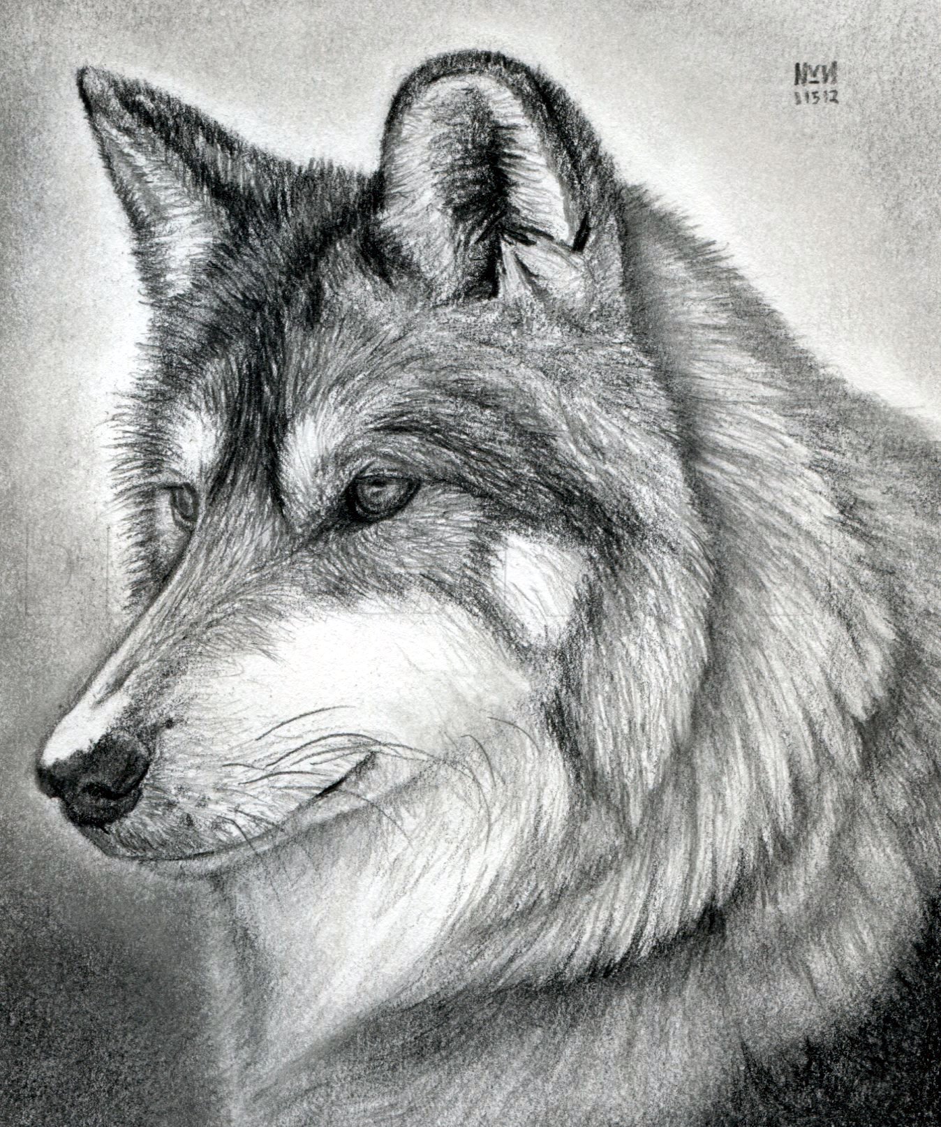 Wolf Face Drawing Hand Drawn Sketch