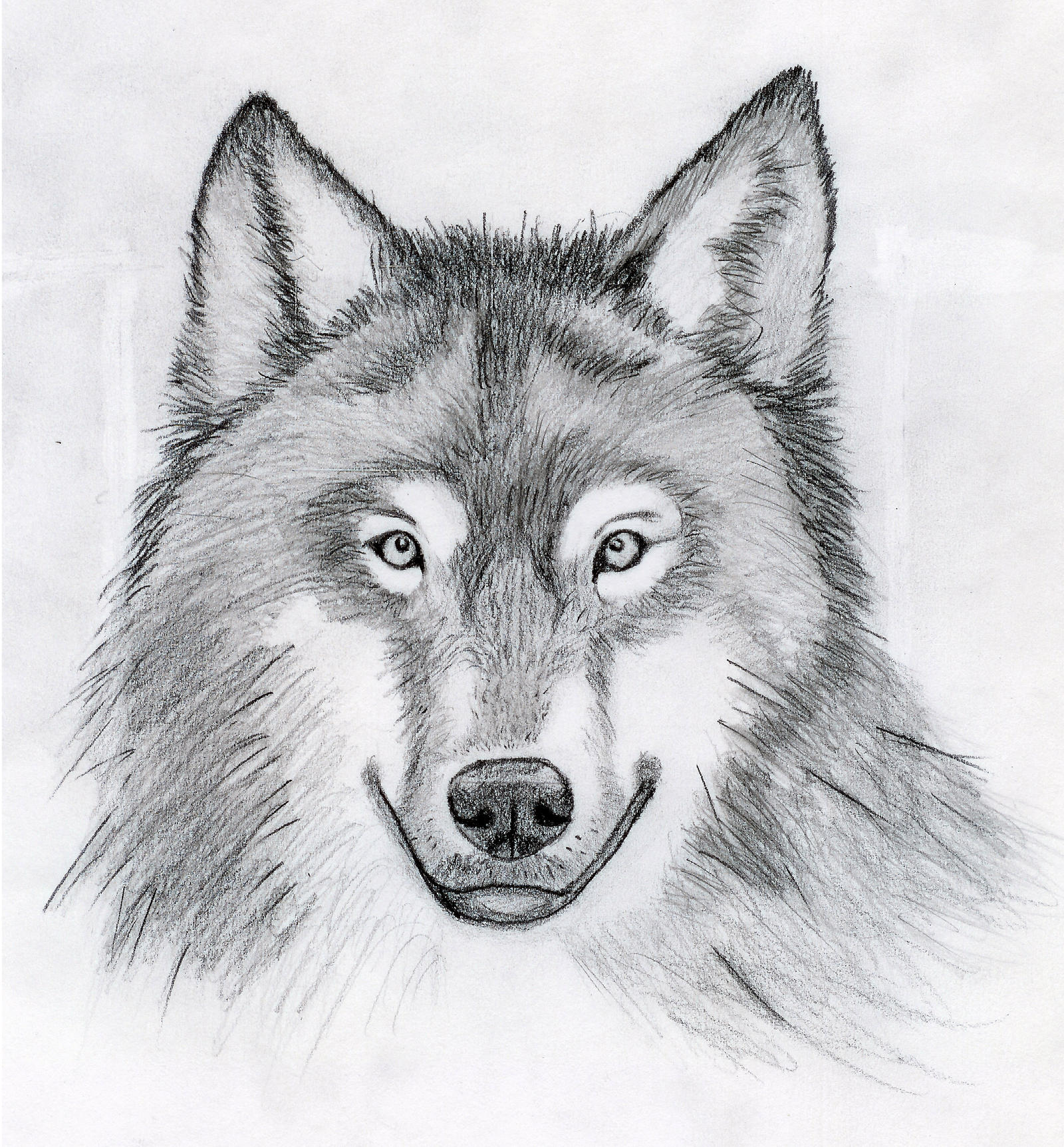 Wolf Face Drawing Image
