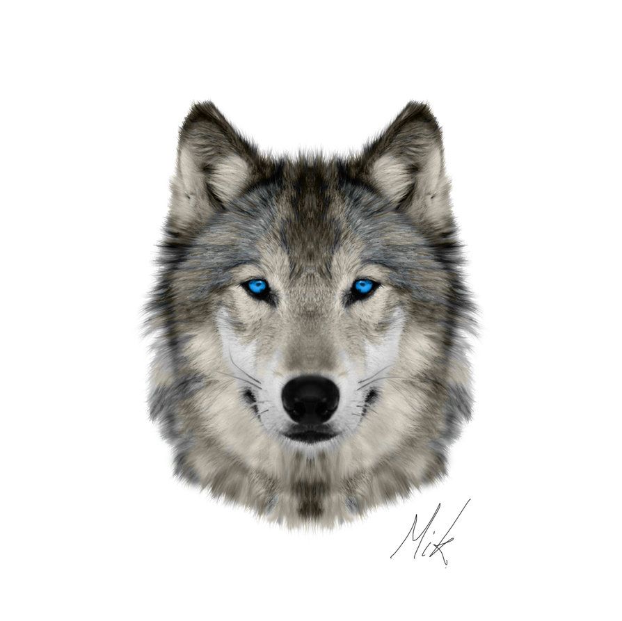 Wolf Face Drawing Modern Sketch