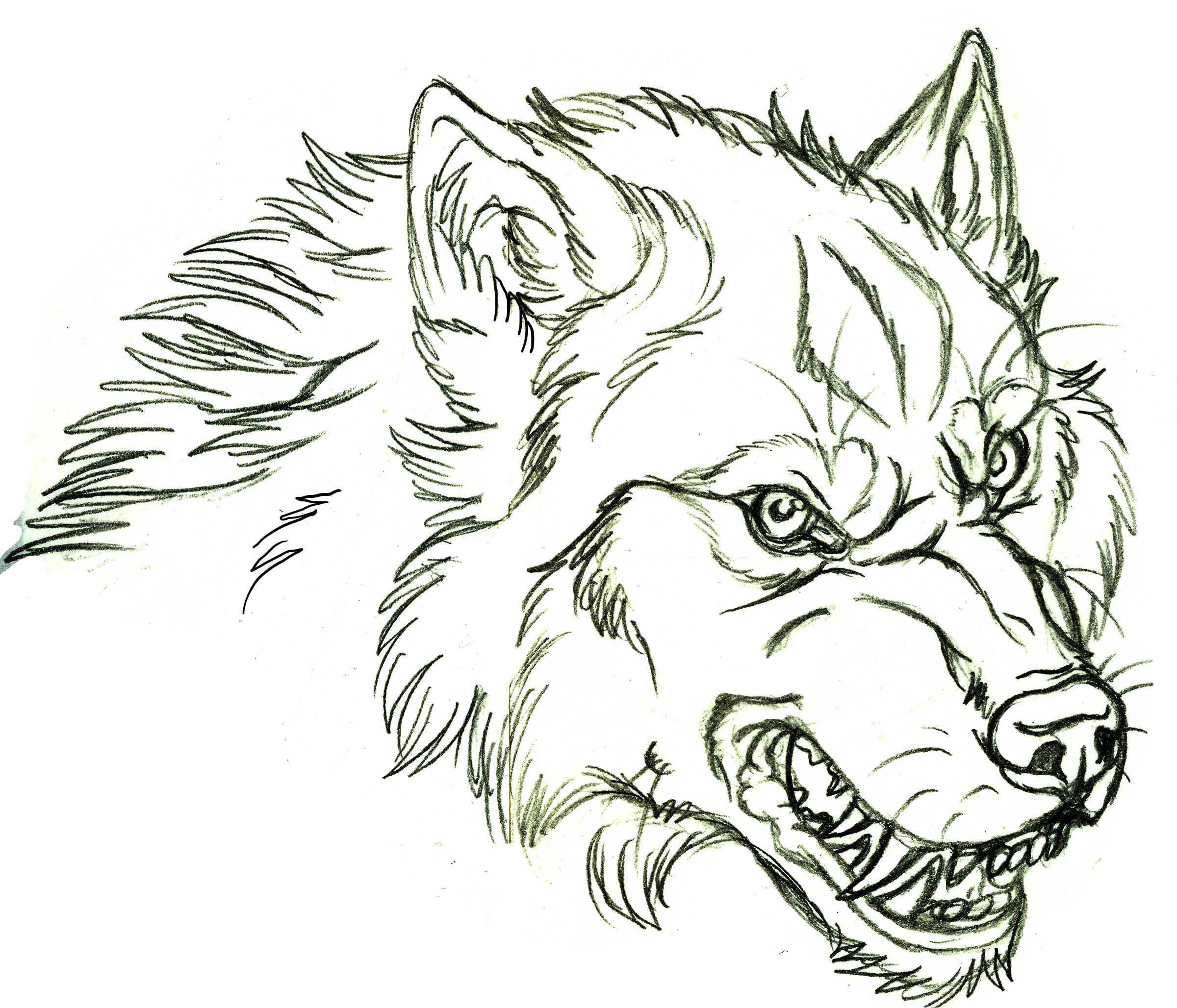 Wolf Face Drawing Picture