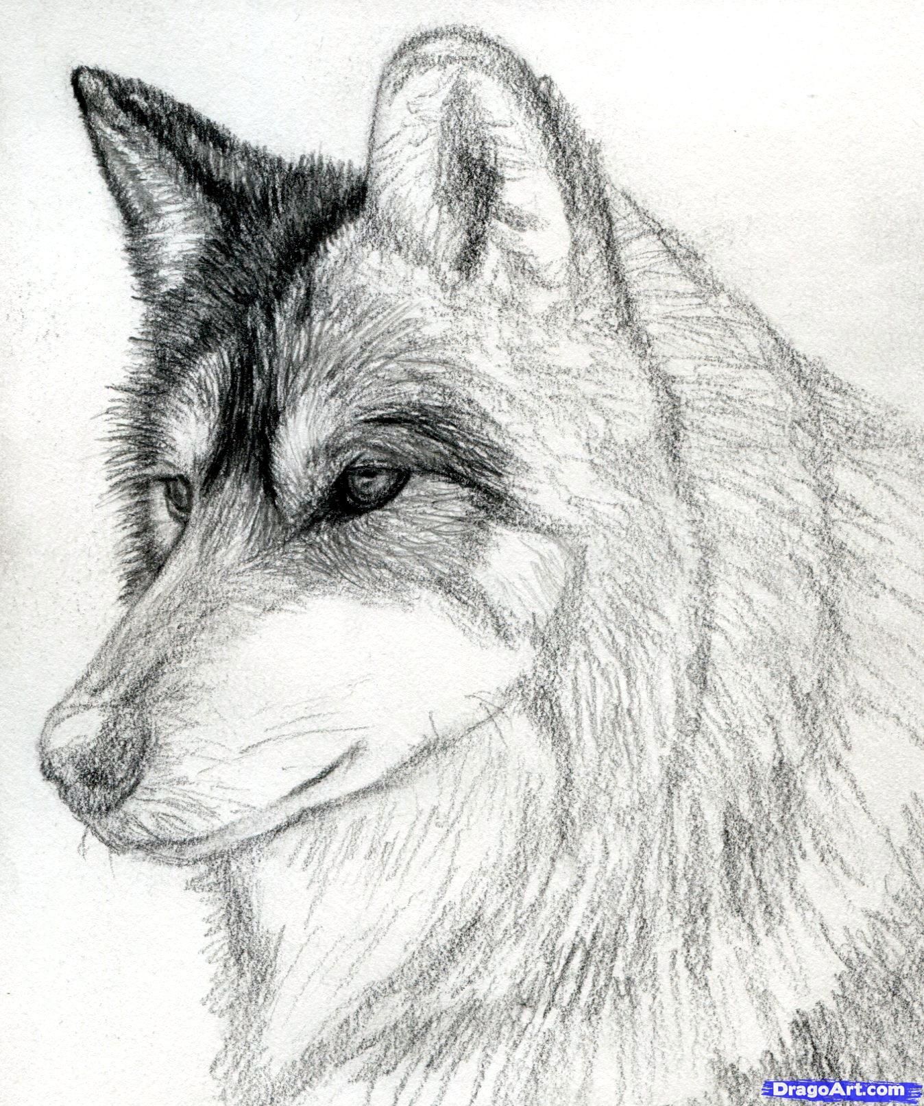 Wolf Face Drawing Realistic Sketch