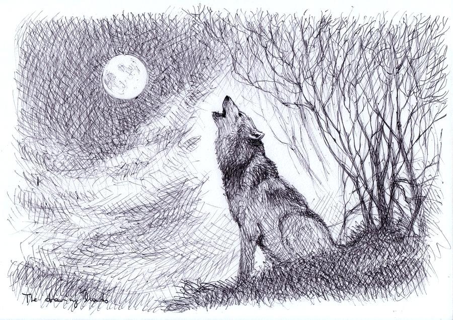 Wolf Howling At The Moon Drawing Detailed Sketch